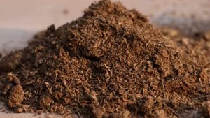 Черешня Ревна