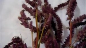 Что такое Амарант