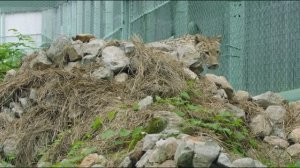 CAUCASIAN LEOPARD - THE RETURN OF THE LEGEND