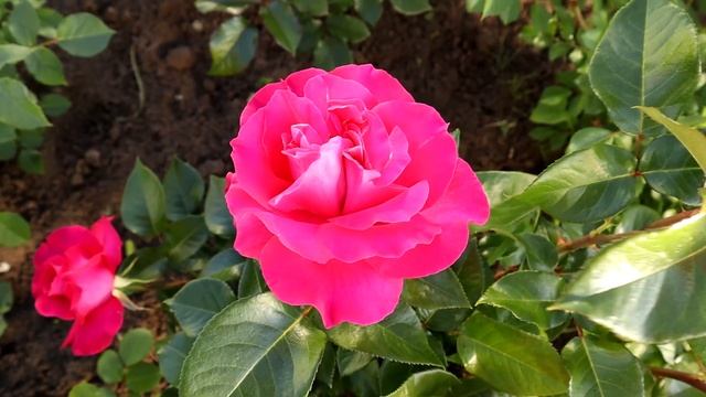 Роза Ману Мейян (Manou Meilland) - всегда одна из первых роз, которая начинает цвести! Супер цвет! смотреть онлайн