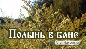 Полынь в бане