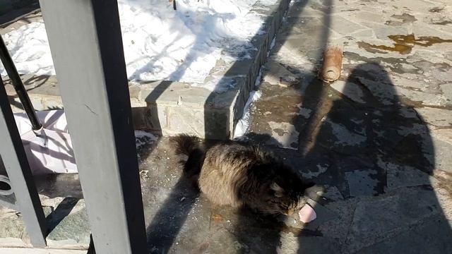 КАК ПРЕДКИ ГОТОВИЛИ И ХРАНИЛИ КОЛБАСУ (КАЗЫ) + КОТЯРА смотреть онлайн