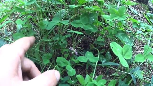 Дача#14 Клевер четырехлистный, пятилистный смотреть онлайн