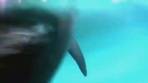 Дельфин. Песня о моряках.