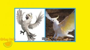 Rio 2 💥 2014 Characters In Real Life 2022