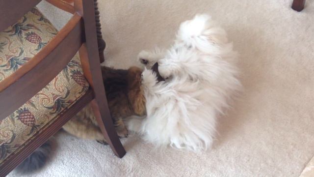 Siberian cat play fights with Coton de Tulear