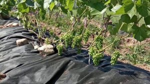 Виноград Фабел июль в Ленинградской области