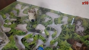 Блог #12: Королевство муравьев-жнецов захватывает новые земли