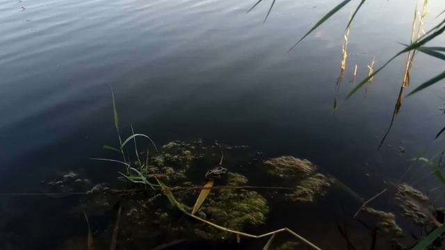 ФОТО-ОХОТА на ЖАБ (видео 2018: жаба убегает от человека) смотреть онлайн