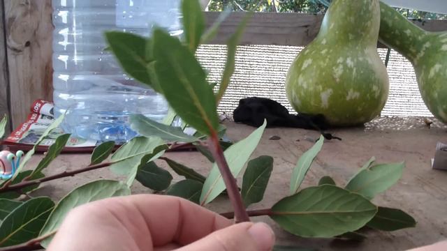 Como reproducir Laurel | Mediante esquejes смотреть онлайн