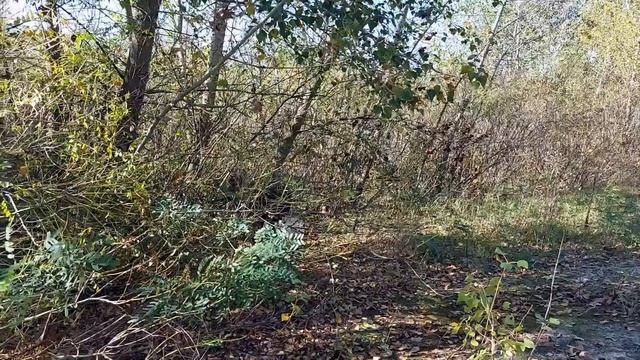 Грибной сезон 2022 Подтопольники смотреть онлайн