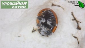 ОНА ЕСТ ЖУКОВ! Боверия съест колорадских жуков, белокрылок, тлей, клещей и других вредителей!