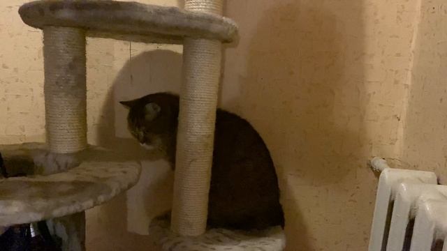 Кот и кот смотреть онлайн