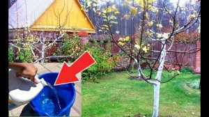 Средство от всех вредителей и болезней плодовых деревьев осенью!