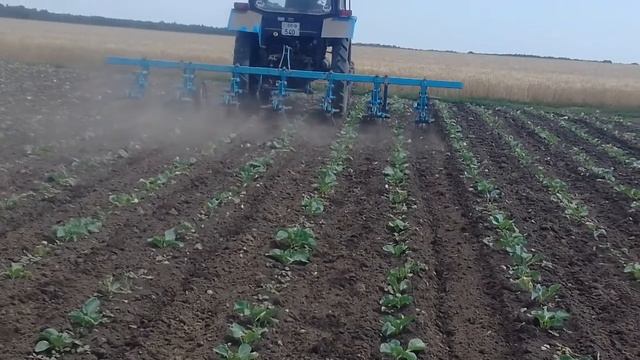 МТЗ 82.1 Между рядная культивация КАПУСТЫ с култиватором КРН 5-6 смотреть онлайн