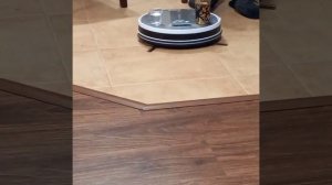 робот пылесос Dexp