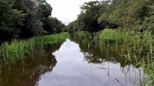 BRASIL. AMAZON RAINFOREST. Бразилия. Дождевые леса Амазонии.