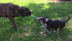 Bull terrier vs Cane Corso / Бультерьер против Кане Корсо