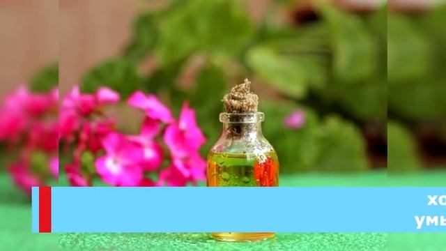 ЛЕКАРСТВО НА ОКОШКЕ ИЛИ ЛЕЧЕБНЫЕ СВОЙСТВА ГЕРАНИ смотреть онлайн