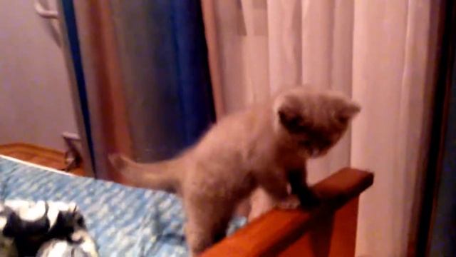 Саймон - самый красивый котенок в интернете!!!