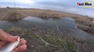 Отдыхай и зарабатывай.Рыбалка в Койсуге. Ловим на опарыша.