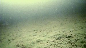 УТОПИЛ МОТОСОБАКУ. РЫБАЛКА НА ОКУНЯ.