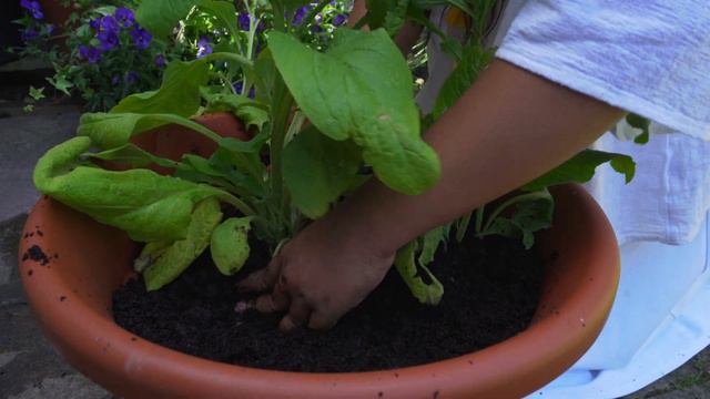Foxglove summer container смотреть онлайн