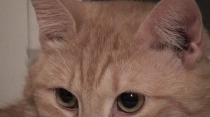 Котя, Котенька, Коток (русская народная потешка) - дядя Коля (ddkolja)