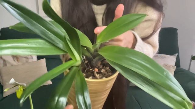 Cuidados Orquídea Paphiopedilum y diferencias con phalaenopsis | Infojardineria смотреть онлайн