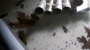 Передержка речных раков.Ошибки в бюджетном УЗВ