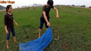 White King Cobra Takes Sunbathing in Grass Field | Mike Vlogs