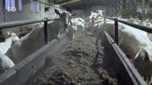 Козы на миллион: как устроена самая большая ферма в России