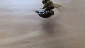 про ошибки с пчелами в июле, которые могут привести к гибели и слету пчел по осени - часть 3