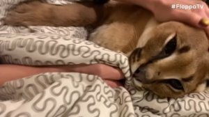 Big Floppa Hissing and Kneading : Caracal
