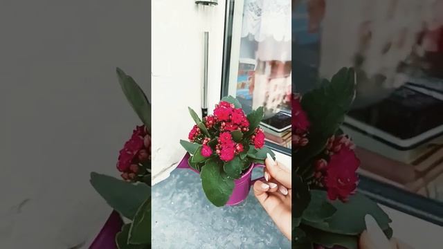 22 июня 2023 г.#квіти#каланхоэ #польща смотреть онлайн