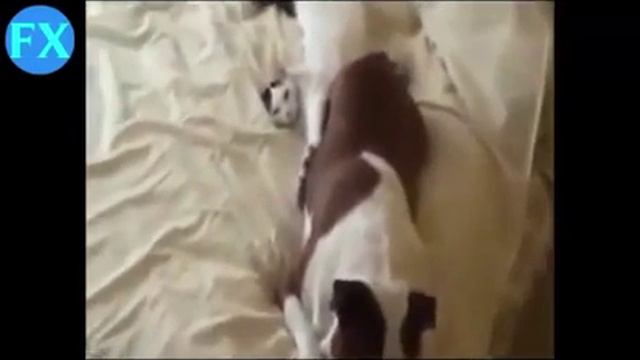 Дружба животных смотреть онлайн