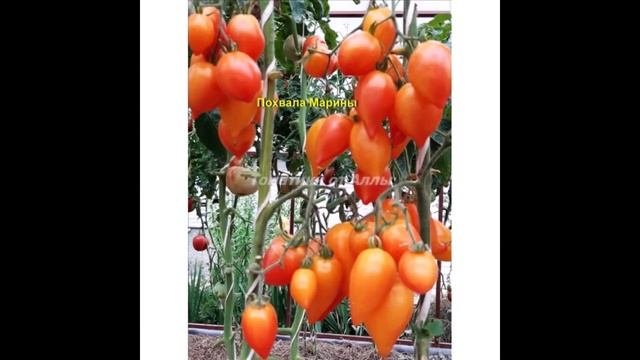 Экзотические томаты от коллекционеров