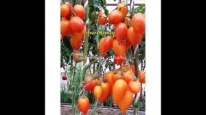 Экзотические томаты от коллекционеров