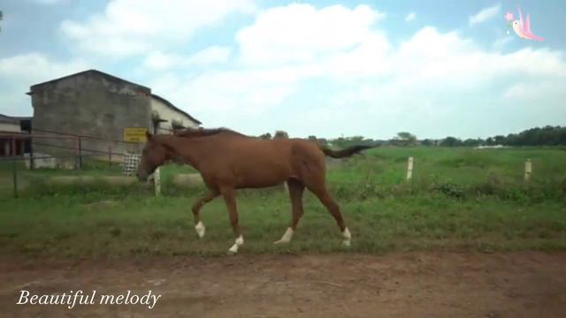 Steppe #melody смотреть онлайн