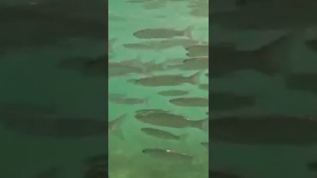 A large school of mullet. Mediterranean Sea, Israel. Большой косяк кефали #marinelife #underwater