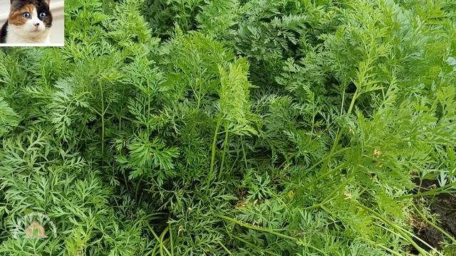 Морковь Нантская 4 описание сорта и отзыв смотреть онлайн