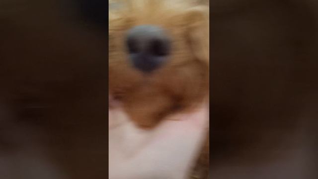 Мой маленький друг)Мой питомец.#моясобака