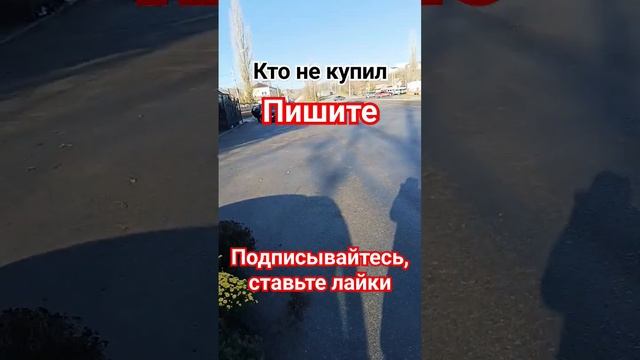 Ампельные хризантемы Остатки