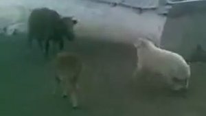 Баран против коровы