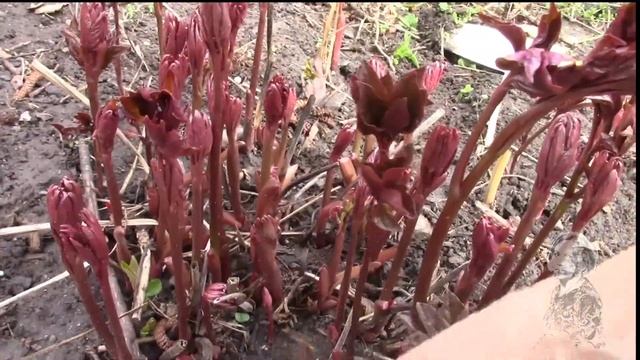 ПИОНЫ ТРАВЯНИСТЫЕ И ДРЕВОВИДНЫЕ ЧЕМ И КАК УДОБРИТЬ ВЕСНОЙ? смотреть онлайн