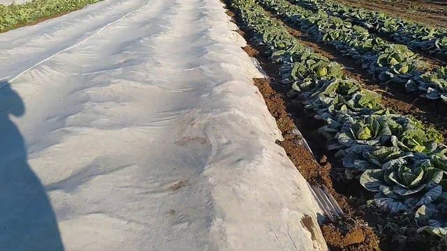 Огляд поля..примерзло все смотреть онлайн