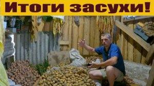 Последние деревенские новости в шортах! Чем порадовала "большая плантация"!  Холод приближается!