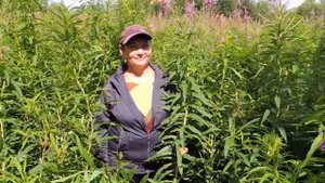 Иван-чай. ?? Плантации гигантского кипрея, 33 регион, Россия. (Russian tea).