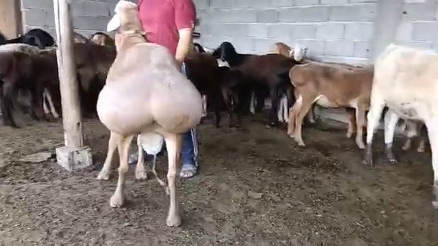 Возраст 3.5 годовалый гиссар рост 100 см на продажу кошкар алрес Жамбылской обл цена 500000 смотреть онлайн