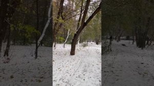 #Shorts В Москве выпал первый снег // 27 октября в Москве идёт снег // Сильный снегопад в Москве //